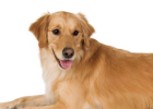 Dog Walking Unstable, Limping, Bone Development Malformation Need Attention!