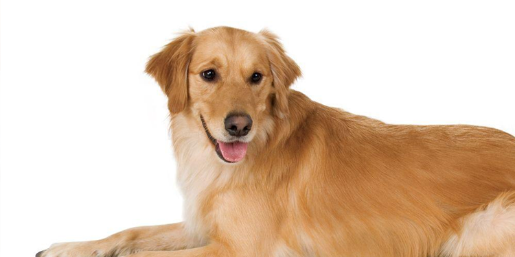 Dog Walking Unstable, Limping, Bone Development Malformation Need Attention!