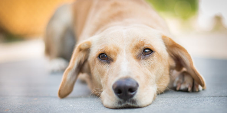 Dog Skin Has Unknown Pustules, Actually Hiding Big Danger!