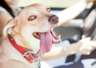 Spring Festival Dog Travel, Do Not Ignore These Points!
