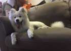 Samoyed Little Fat Infected Bacterial Skin Disease Experience Sharing