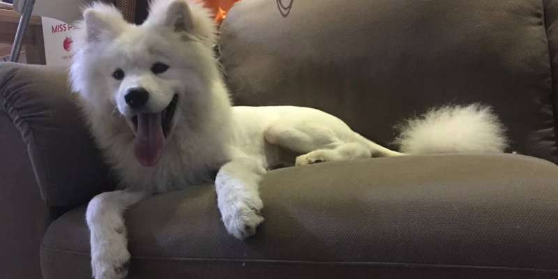 Samoyed Little Fat Infected Bacterial Skin Disease Experience Sharing