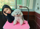 Portable Outdoor Folding Grooming Table, Home Dog Bath, Grooming Easily Done!