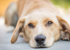Dog Urination Difficulty, Turns Out Bladder Stone Attack! Surgery Treatment Full Process