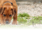 Dog Eating Grass and Dirt What to Do?