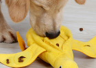 How to Use Food Dispensing Toy to Correct Dog Wolfing Down