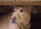 Dog Afraid of Fireworks Sound, What to Do?