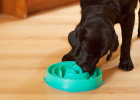 How to Use Slow Feeder Bowl to Correct Dog Wolfing Down