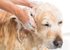Dog Afraid of Bath, What to Do?