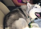Dog Loves Destroying Home, What to Do?