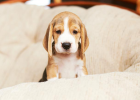 Rosacea, Acne? Dogs Also Get!
