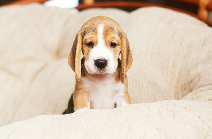 Rosacea, Acne? Dogs Also Get!
