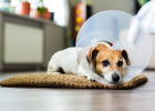 Dog Pyometra Very Dangerous, Can Be Fatal!