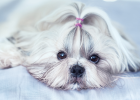 Dog Got Canine Coronavirus Disease, Is It Fatal?