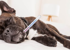 How to Take Dogs Temperature?