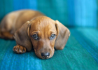 What Are Dog Common Infectious Diseases? Every Age Stage Has Infection Danger!