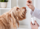 Feed Dog Medicine, How to Get to Stomach in One Step?