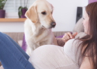 Meeting Special Groups, Must Dog Detour?