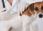 Two-in-one, Five-in-one, Six-in-one? Which Vaccine to Choose Correctly