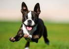 Dog External Parasites, Cannot Ignore!