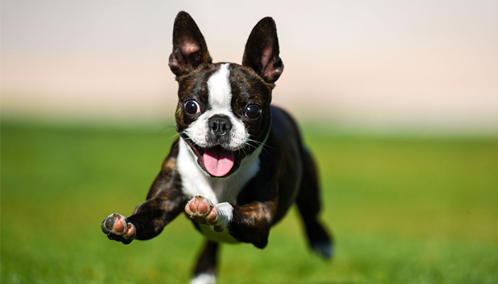 Dog External Parasites, Cannot Ignore!