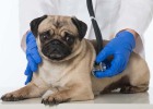 Dog Infected with Parvo, What to Do? Common Questions Answered