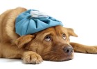 What is Canine Distemper? How to Handle?