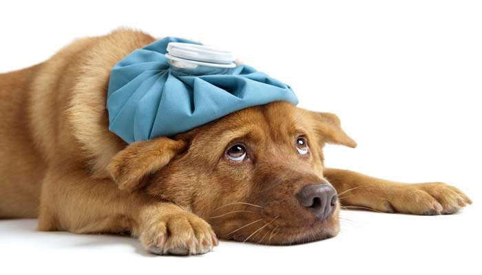 What is Canine Distemper? How to Handle?