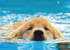 Who Says Dogs Born Know How to Swim?