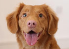 Dog Shedding, Lots of Dandruff, Find Reason to Handle