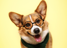 Dog Has Ear Mites, Teach You What to Do