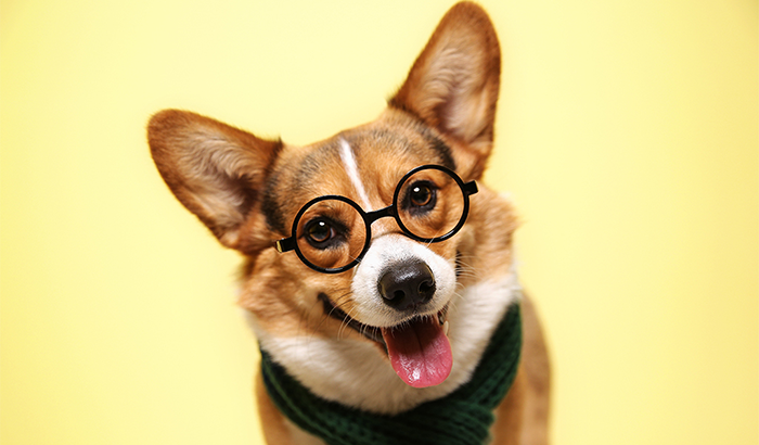 Dog Has Ear Mites, Teach You What to Do