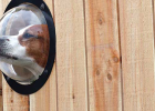 Dog Likes Peeping, Cannot Bath or Use Toilet