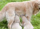Dog Gave Birth to Babies, How to Supplement Nutrition?