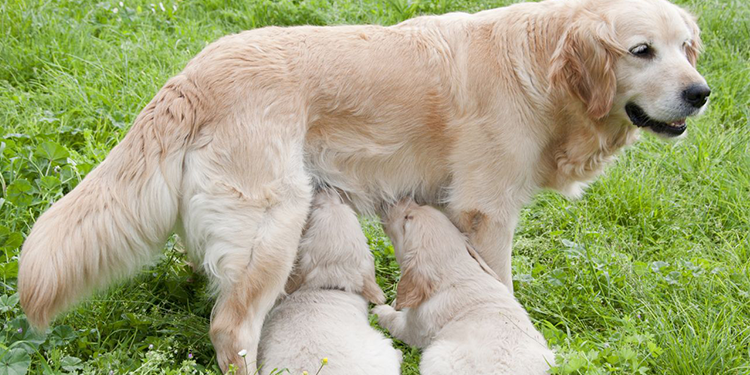 Dog Gave Birth to Babies, How to Supplement Nutrition?