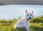 Dog Diarrhea with Blood, Dont Ignore Coccidia Causing Trouble