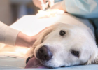 Dog Had Surgery, How to Supplement Nutrition?