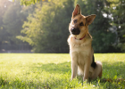 Senior Veterinarian Sharing: What is Fungal Skin Disease, How to Handle?