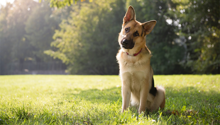 Senior Veterinarian Sharing: What is Fungal Skin Disease, How to Handle?