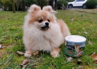 K9 Care Turtle Egg Powder, Secret of Permanent Beautiful Fur