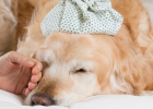 As Qualified Poop Scooper, You Must Know These Diarrhea Preventions