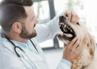 Dog Tartar Causes Blood Case, You Still Not Paying Attention to Oral Issues?