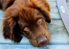 Dog Not Neutered, Pyometra Need to Be Alert!