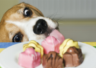 Eating Chocolate by Mistake: Vomiting Like Poison...