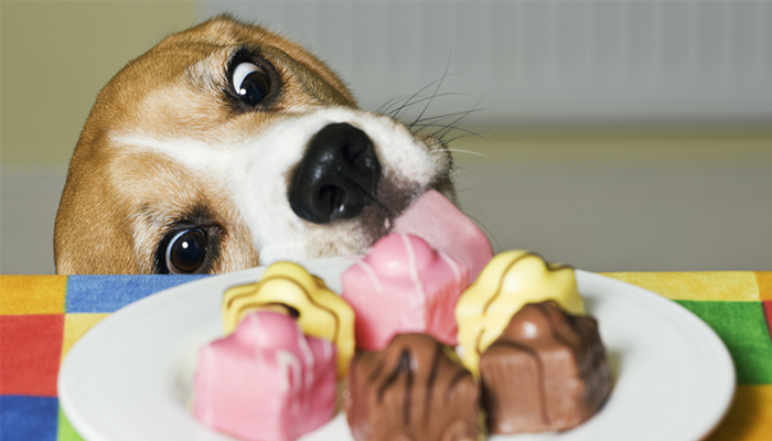 Eating Chocolate by Mistake: Vomiting Like Poison...