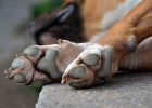 Dog Keeps Licking Paws - Is It Just a Weird Habit?