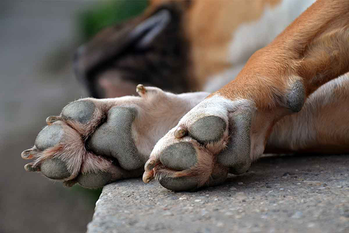 Dog Keeps Licking Paws - Is It Just a Weird Habit?