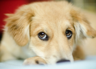 Dog Eyes Red, Is It Conjunctivitis or Keratitis? Teach You to Distinguish