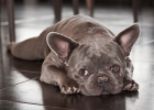 Dog Anemia Is No Small Matter!
