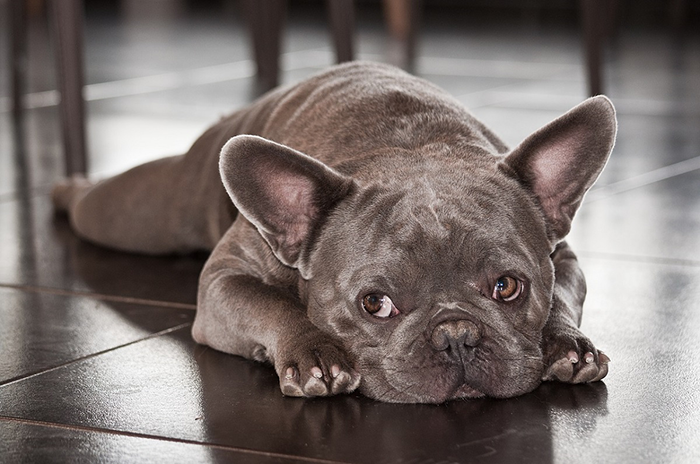 Dog Anemia Is No Small Matter!